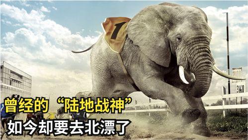 猴哥亲戚爆料视频大全集,揭秘猴哥家族传奇故事大全  第2张